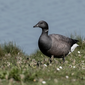 Rotgans - Texel