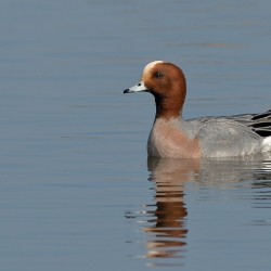 Smient - polder Arkemheen