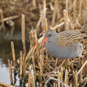 Waterral - Bethune polder