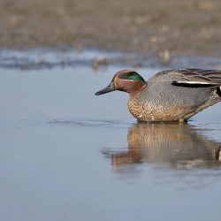 Wintertaling - Spaarndam