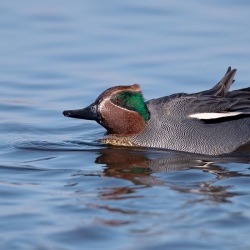 Wintertaling - polder Arkemheen