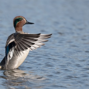 Wintertaling - Spaarndam