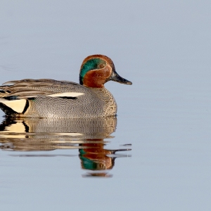 Wintertaling - polder Arkemheen