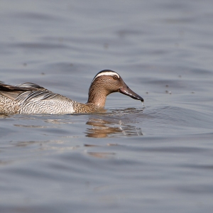 Zomertaling - Lauwersmeer