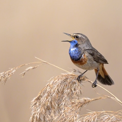 Blauwborst - polder Arkemheen