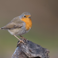 Roodborst - Lemele