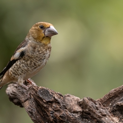 Appelvink -  Brabant