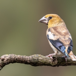 Appelvink - Brabant