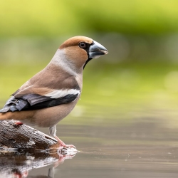 Appelvink - Brabant