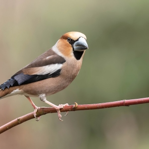 Appelvink - Brabant