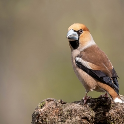 Appelvink - Brabant