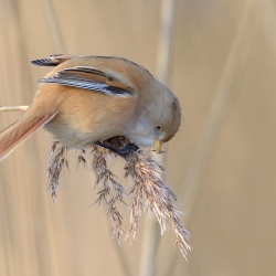 Baardman - Oostvaardersplassen