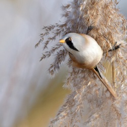 Baardman - Oostvaardersplassen