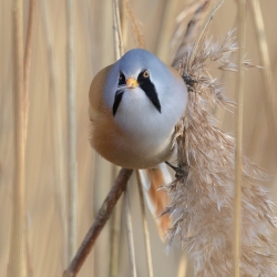 Baardman - Oostvaardersplassen