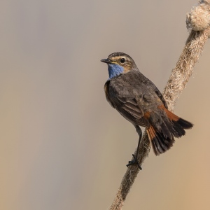 Blauwborst - polder Arkemheen