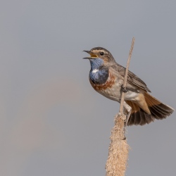 Blauwborst - polder Arkemheen