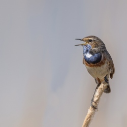 Blauwborst - polder Arkemheen