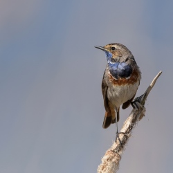 Blauwborst - polder Arkemheen