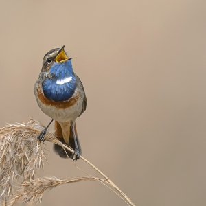 Blauwborst - polder Arkemheen