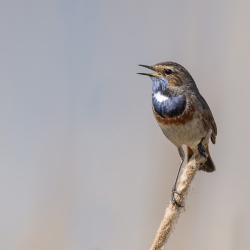 Blauwborst - polder Arkemheen