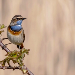 Blauwborst - polder Arkemheen