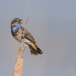 Blauwborst - polder Arkemheen