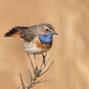 Blauwborst - Texel