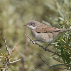 Grasmus - Texel