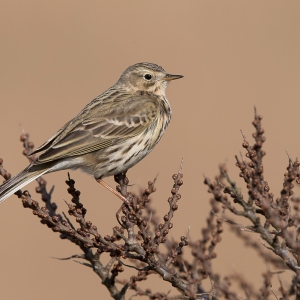 Graspieper - Texel