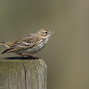 Graspieper - polder Arkemheen