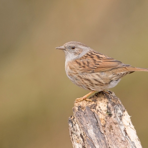 Heggemus - polder Arkemheen