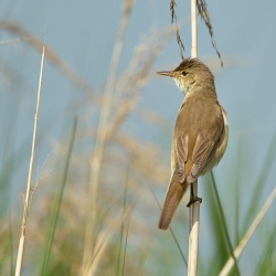 Kleine karekiet - Coto Doñana