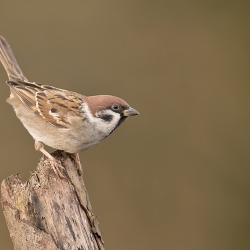 Ringmus - polder Arkemheen