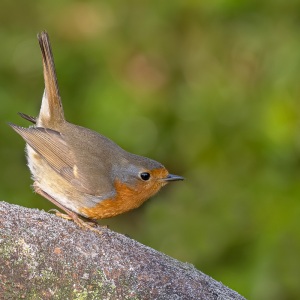 Roodborst - Loosdrecht