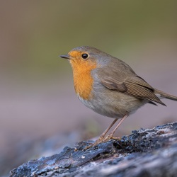 Roodborst - Lemele