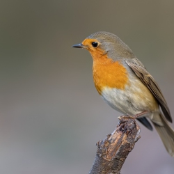 Roodborst