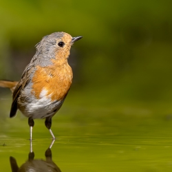 Roodborst - Brabant