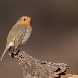 Roodborst - Lemele