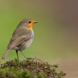 Roodborst