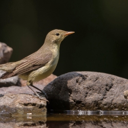 Spotvogel - Hortobágy