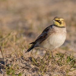 Strandleeuwerik - Noordkop