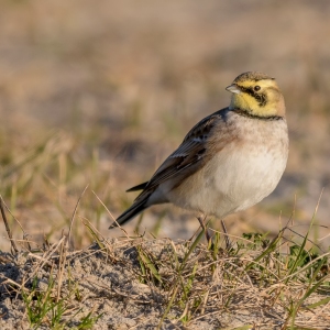 Strandleeuwerik - Noordkop