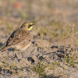 Strandleeuwerik - Noordkop