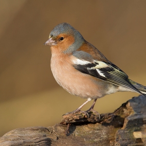 Vink - polder Arkemheen