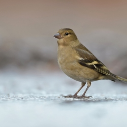 Vink - Hollandsche Rading