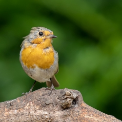 Roodborst