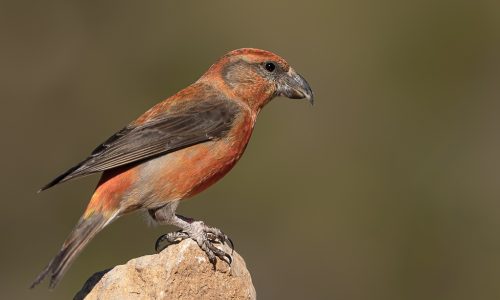 kruisbek-103 kruisbek-103
