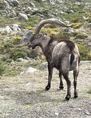 Iberische Steenbok Sierra de Gredos