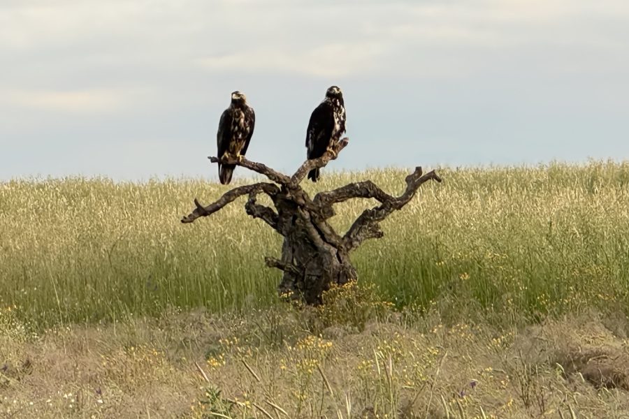 Spaanse keizerarend Spaanse keizerarend