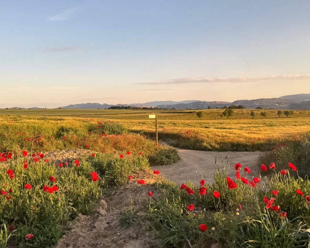 poppyveld-uitzicht-1 Montgai poppyveld